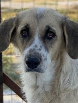 Meraki, geb. ca. 03/2019, Griechenland - Euskirchen