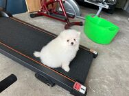 Spitz Pomeranian Welpe - Weener