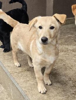 Merle 4 Monate jung sucht Zuhause - Düsseldorf