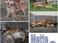 METTE -sensible kleine Hundefrau- - Duisburg