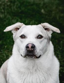 Charly sucht neues Power-Zuhause - Elsdorf (Nordrhein-Westfalen)