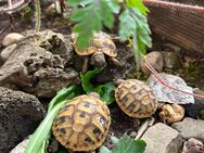 Griechische Landschildkröten 2023 2022 - Oberhausen