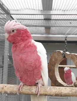 Rosakadu in Lutino und Wildfarbe abzugeben - Bad Bentheim