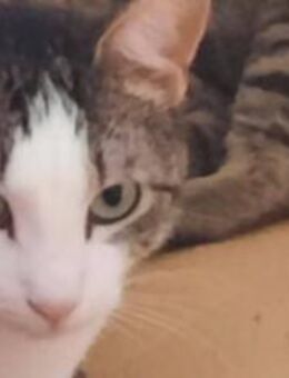 Liebevolle Cloe wartet auf ein Wunder - München