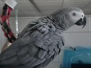 African grey parrots for sale - Lorch (Baden-Württemberg)