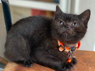 Bkh kitten - Chemnitz