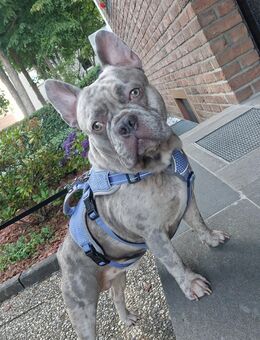 Französische Bulldogge XL Lilac Merle - Essen