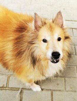 Chicko, netter Senior - Heinsdorfergrund