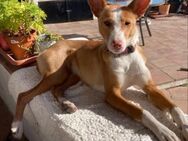 Lilly sucht eine liebevolle Familie - Grevenbroich