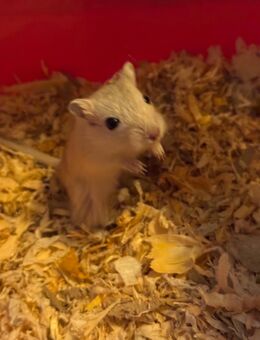 Wüstenrennmäuse Jungtiere - Essen