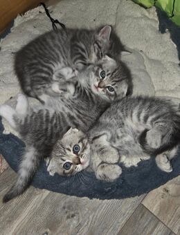 Süßen kitten - Stammham (Landkreis Altötting)