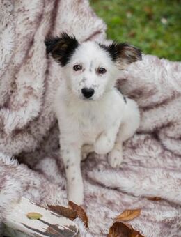 261872 - ich passe immer auf dich auf... - Overath