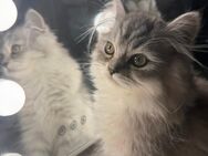 BLH Kitten - Berlin