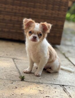 Chihuahua 16 Wochen - Waging (See)