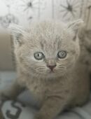 BKH Kitten suchen ein liebevolles Zuhause in 8304