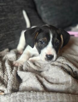 Franz. Bulldogge mischlings Welpen - Weilerswist