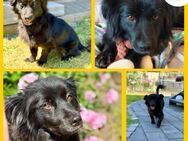 Zarte Valentina sucht ihre Herzensfamily - Margetshöchheim
