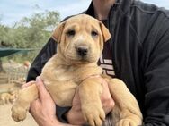 Bezaubernde AISHA 🐕💞 - Völklingen