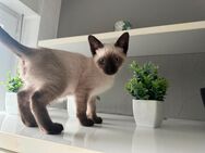 Reinrassige Siam Kätzchen Kitten Katze Kater Männchen Siamese - Rittersdorf (Rheinland-Pfalz)