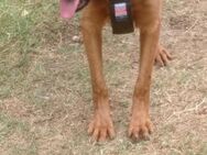 🐕 Schlauer Wirbelwind Lana 💛 - Eislingen (Fils)