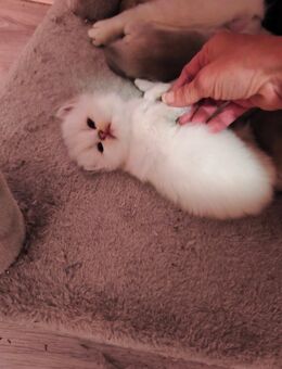 3 süße BKH Kitten, suchen ab dem 20. Januar ein Zuhause für immer - Aurich