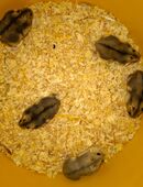 Dsungarische Zwerghamster in 49143