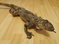 Eidechse Skulptur Echse Deko Reptilien Leguan Maße: Breite: 16 cm, Länge: 95 cm - Dresden