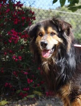 Bulpix 🧡ist ein aktiver, lieber Rüde - Hamburg