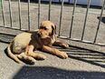 Labrador Welpen in 25709