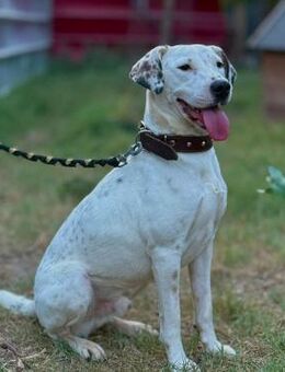 🐕Fröhlicher Gefährte Lenny💛 - Eislingen (Fils)