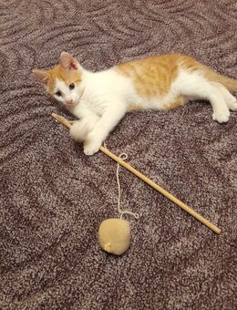 Kater *12 Wochen alt * - Tessenow