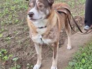 lieber Oldie Monty auf Pflegestelle - Jade