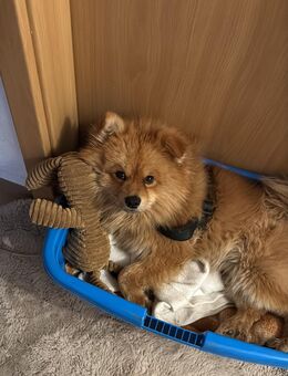 Reinrassiger Spitz – 1,5 Jahre alt, geimpft & gechippt - Nobitz