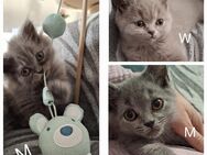 Abgabebereit BKH+BLH Kitten Lilac+Blau - Wissen