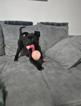 Welpe (Labradormix) Bruno sucht Zuhause - Greifswald