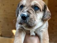 Adoption Welpen Catahoula Mischling