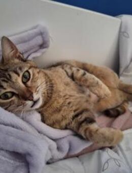 Goldige Suzana sucht ihre Familie - Margetshöchheim