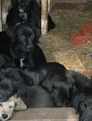 Labrador/Mischlingswelpen in 27442