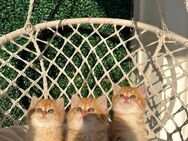 Britisch kurzhaar katzen - Braunschweig