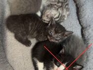 Süße Kitten auf der suchen nach einem liebevollen zuhause - Künzell