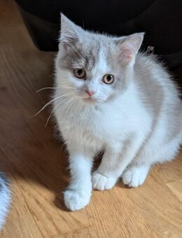 Britisch Kurzhaar und britisch Langhaar Kitten - Osterode (Harz)