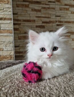 Perserkatze mit Nase/ Katzenbaby - Hügelsheim