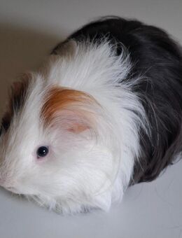 Meerschweinchenböckchen Sheltie - Salzgitter