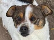 Lev, a.d.Tierschutz, kleiner Anfängerhund sucht Happy-Home - Boxberg (Oberlausitz)