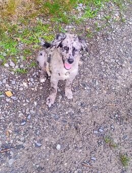 Welpe Weibchen Australian Shepherd(Papa) Goldie Schäferhund( Mama )am 7.4 .2025 wurde die kleine geboren und nach Absprache zu holen Juli abzugeben . - Hofkirchen