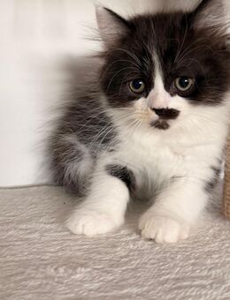 Katze sucht ein liebevolles Zuhause - Darmstadt