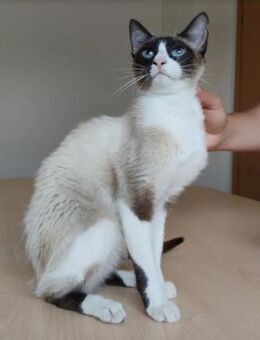 Lilú - süße, sensible & verspielte Katze - Wilhelmsfeld