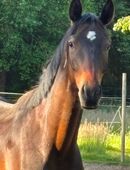 Toller 2,5 jähriger Wallach in 31535