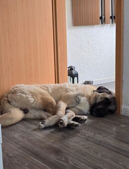 Kangal in erfahrene Hände abzugeben - Großheide