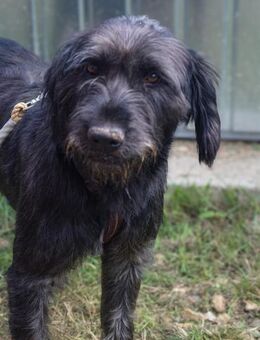 Remus sucht Dich! - Velbert